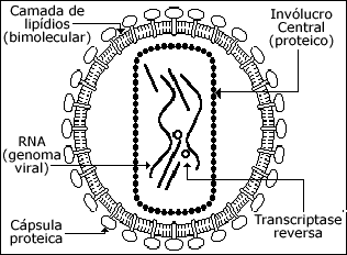 estrutura viral