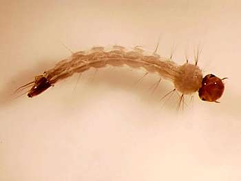 larva de Aedes aegypti