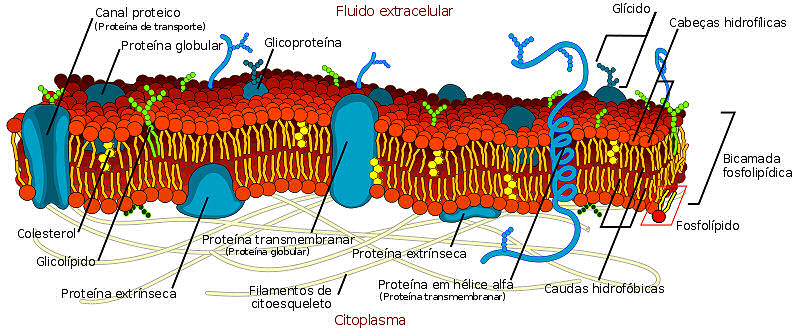 Modelo do mosaico-fluido das membranas celulares - fonte wikipedia