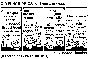 Calvin e os morcegos